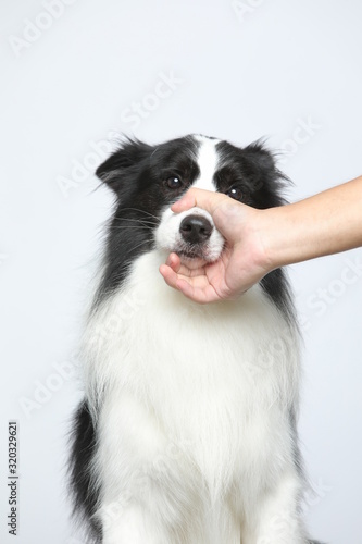 Fototapeta Naklejka Na Ścianę i Meble -  Against the gray and white background, the border collie makes a variety of naughty and lovely, happy and sad expressions. It is people's favorite pet, dog portrait combination series