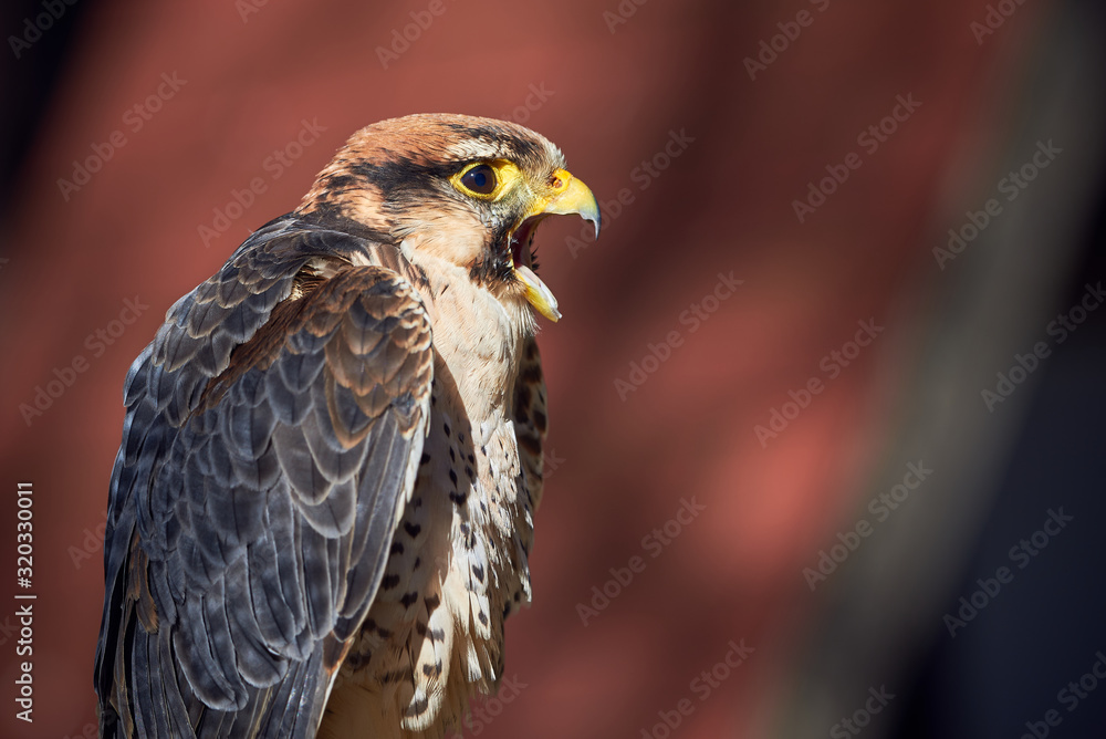 Lanner falcon closeup (Falco biarmicus) Lanner falcon closeup (Falco biarmicus)