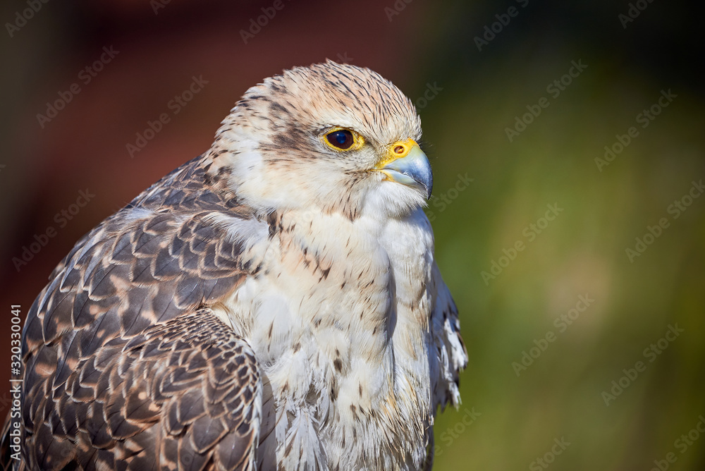 Saker falcon closeup (Falco cherrug) Saker falcon closeup (Falco cherrug)