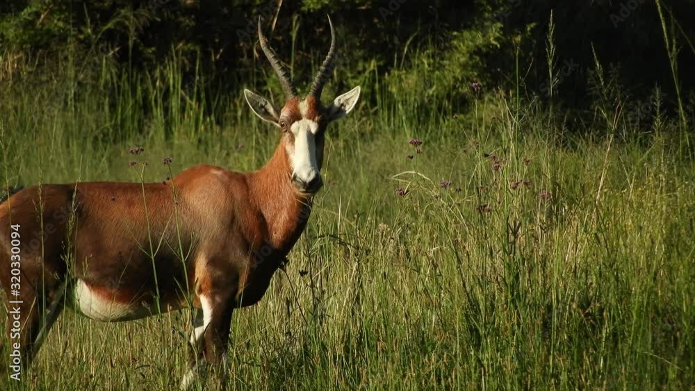 Blesbuck antelope grazing and walking with their young calves on the grassland near Camelroc and Lesotho border in south africa.