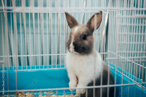 home rabbit in a cage