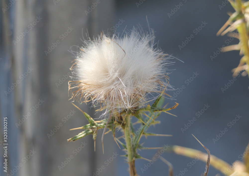 distel