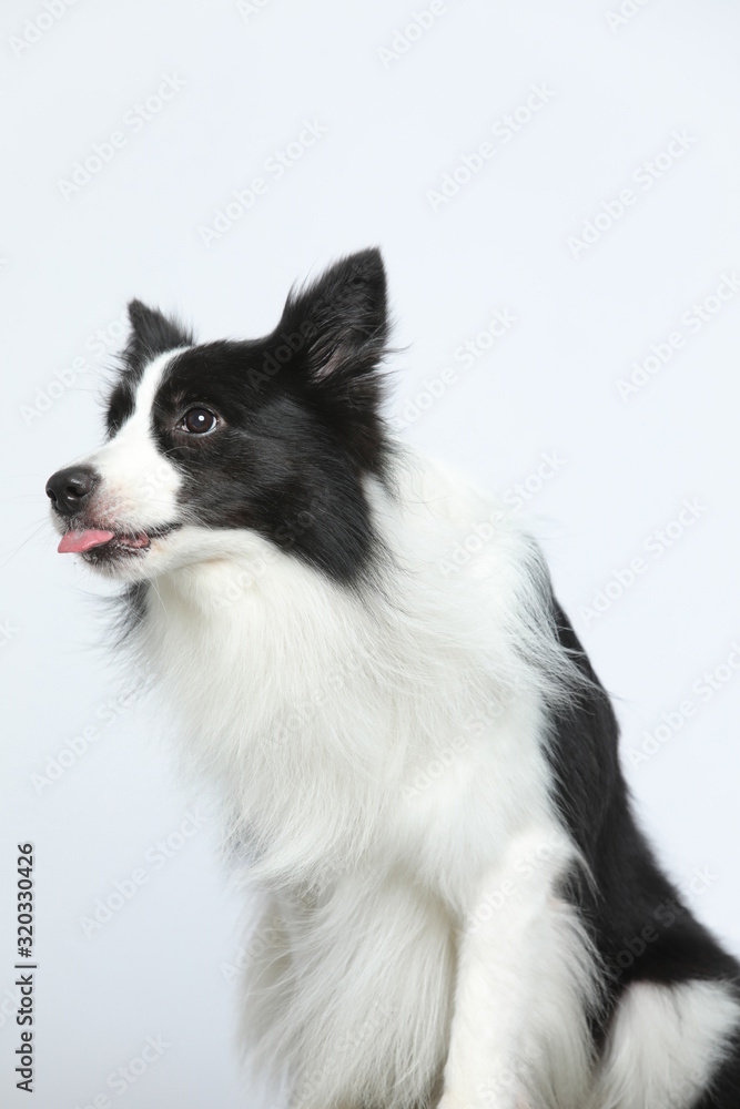 Against the gray and white background, the border collie makes a variety of naughty and lovely, happy and sad expressions. It is people's favorite pet, dog portrait combination series