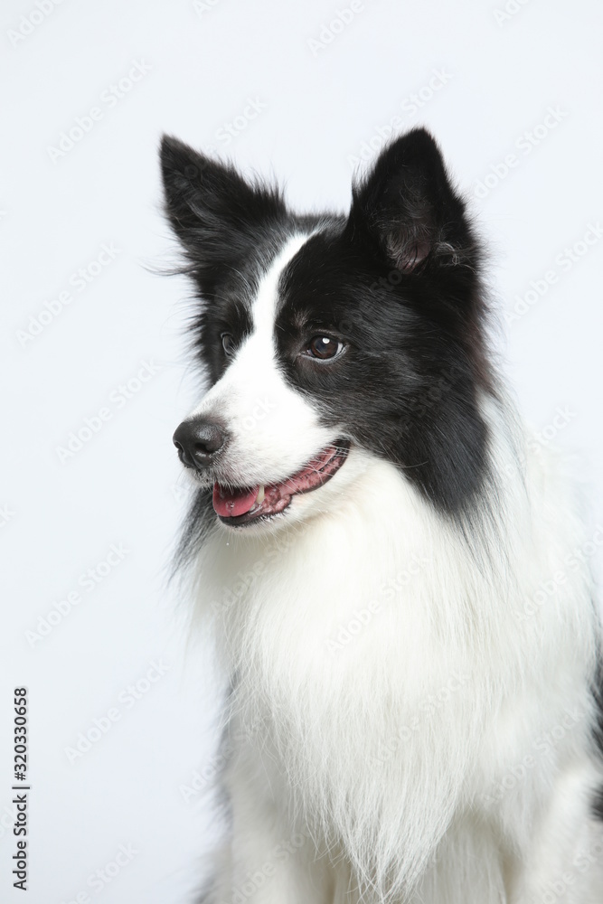 Against the gray and white background, the border collie makes a variety of naughty and lovely, happy and sad expressions. It is people's favorite pet, dog portrait combination series Against the gray and white background, the border collie makes a variety of naughty and lovely, happy and sad expressions. It is people's favorite pet, dog portrait combination series