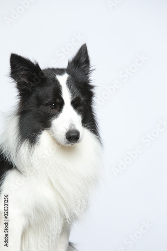Against the gray and white background  the border collie makes a variety of naughty and lovely  happy and sad expressions. It is people s favorite pet  dog portrait combination series
