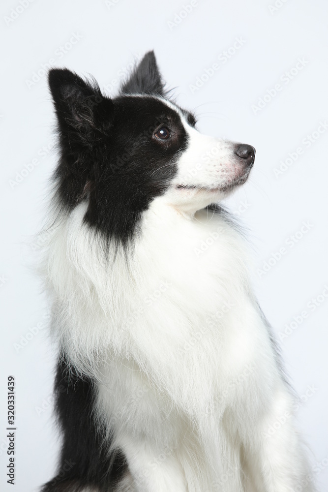 Against the gray and white background, the border collie makes a variety of naughty and lovely, happy and sad expressions. It is people's favorite pet, dog portrait combination series