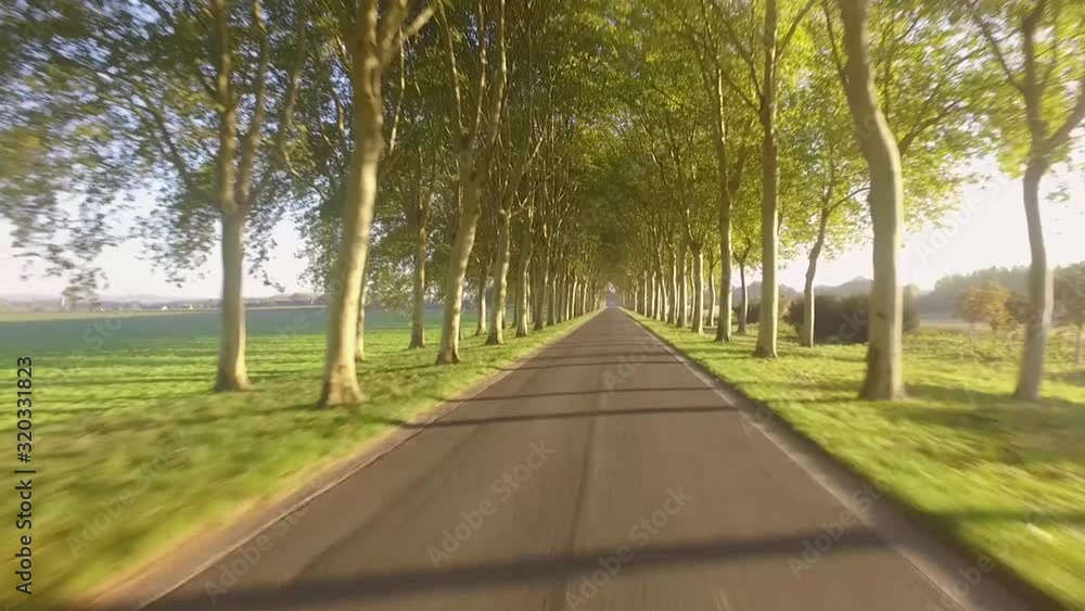 Point of view of a car driving in a driveway to a castle betwenn threes in the morning sun Point of view of a car driving in a driveway to a castle betwenn threes in the morning sun