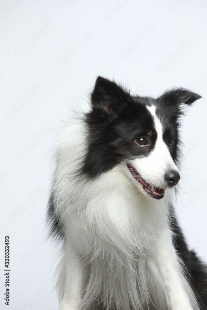 Against the gray and white background, the border collie makes a variety of naughty and lovely, happy and sad expressions. It is people's favorite pet, dog portrait combination series