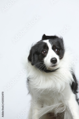 Against the gray and white background  the border collie makes a variety of naughty and lovely  happy and sad expressions. It is people s favorite pet  dog portrait combination series