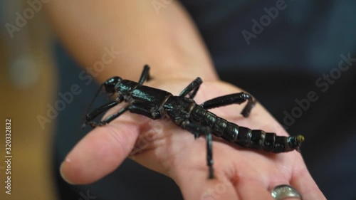 Great phasmid stick insect crawls over male hand photo