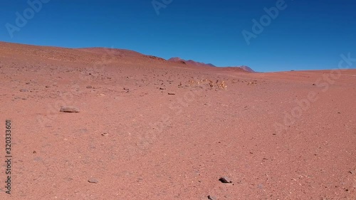 Wild Vicunas in Dali Desert, Avaroa Narional Reserve. Aerial View of Herd of Protected Animals in Dry Sand Landscape photo