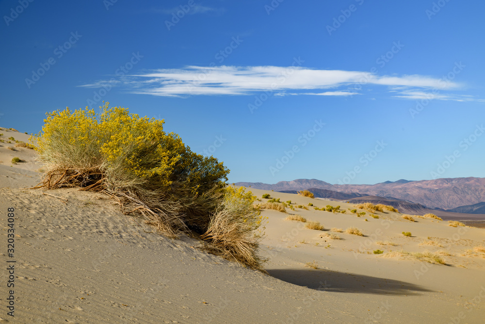 Eureka Dunes Dry Camp, suothwest USA sand