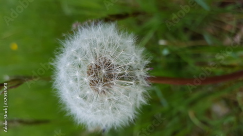 Pusteblume