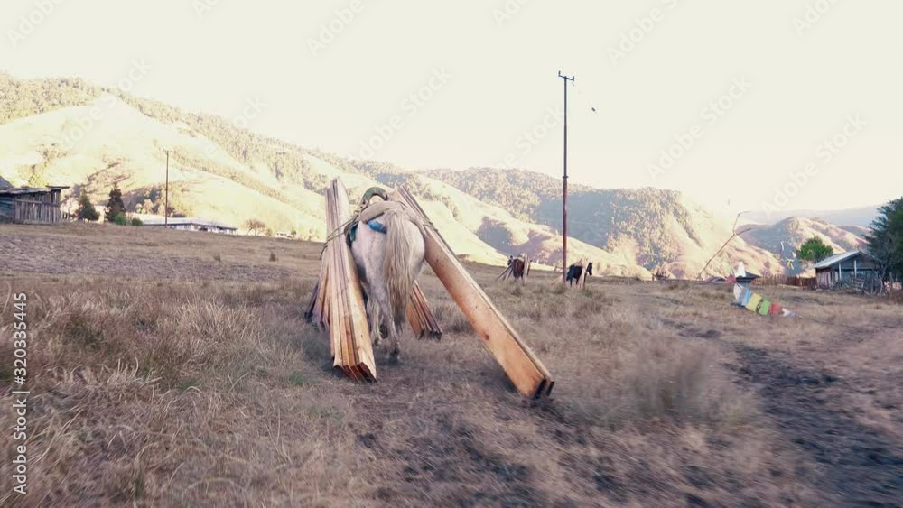 Two brown and one white horse carry wooden beams on their backs in ...