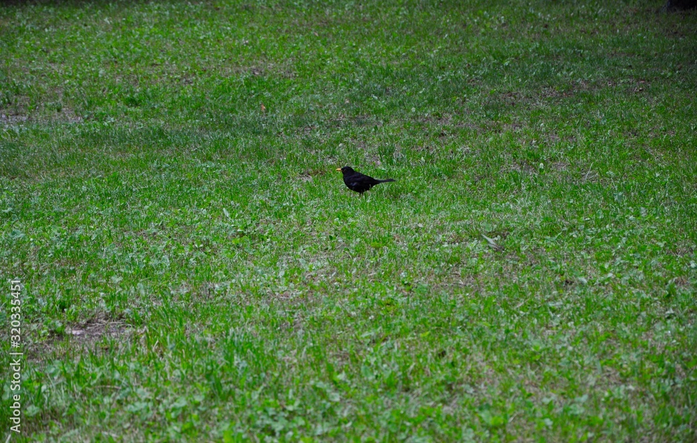 Common crow isolated on green grass Common crow isolated on green grass