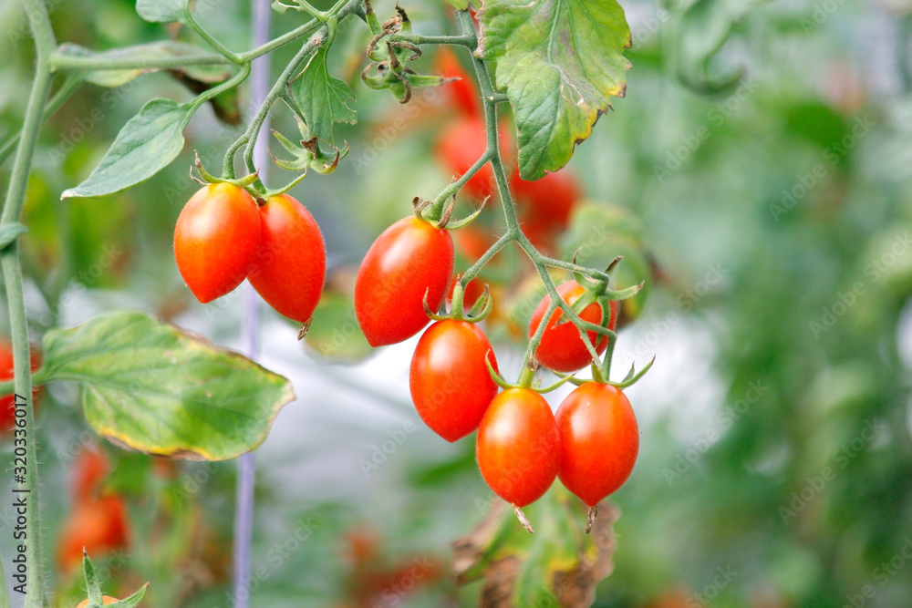 cherry tomato in organic farm cherry tomato in organic farm