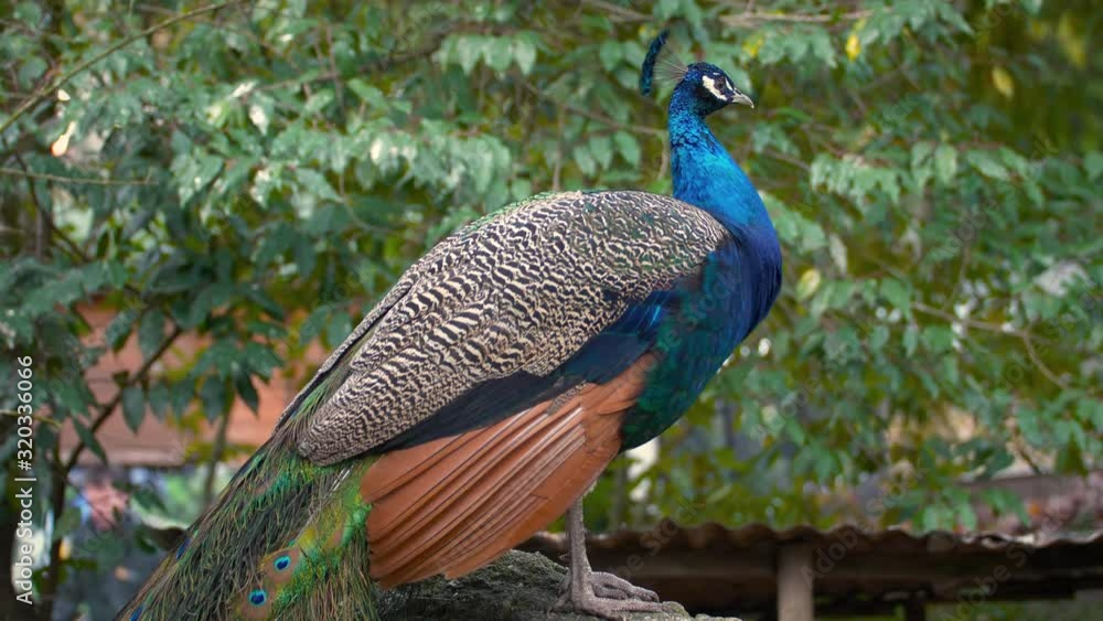 Peacock Perched On Top Of a Rock. UHD Slow Motion Peacock Perched On Top Of a Rock. UHD Slow Motion