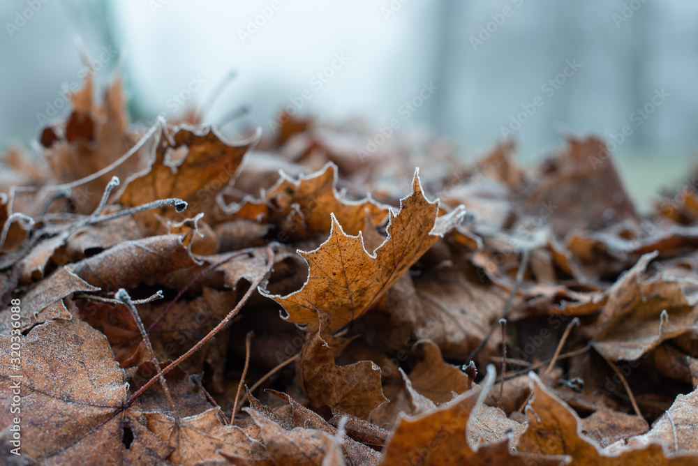 Frosty maple leaves in daylight 