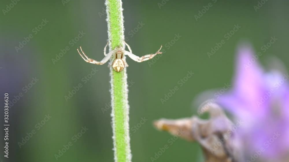 A small Thomisidae spider clinging to a lavender with four of it's legs spread out - Close up A small Thomisidae spider clinging to a lavender with four of it's legs spread out - Close up