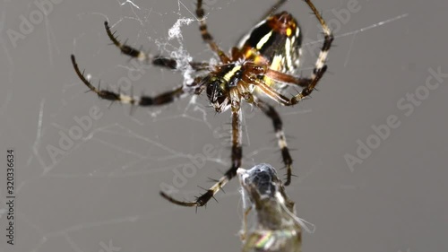 A beautiful Metepeira spider cleaning after a meal - Close up photo