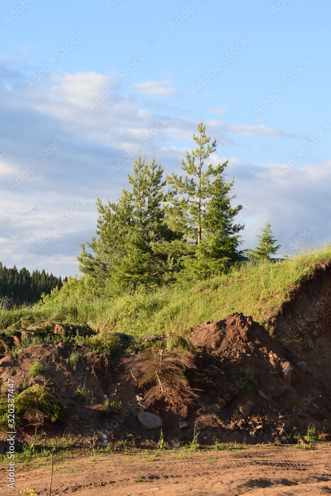 Obraz premium pine tree in mountains