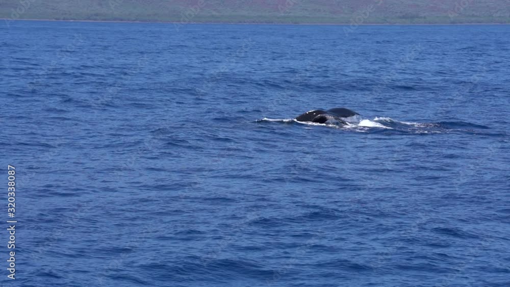 A single humpback whale dives in the warm Hawaiian waters off the coast ...