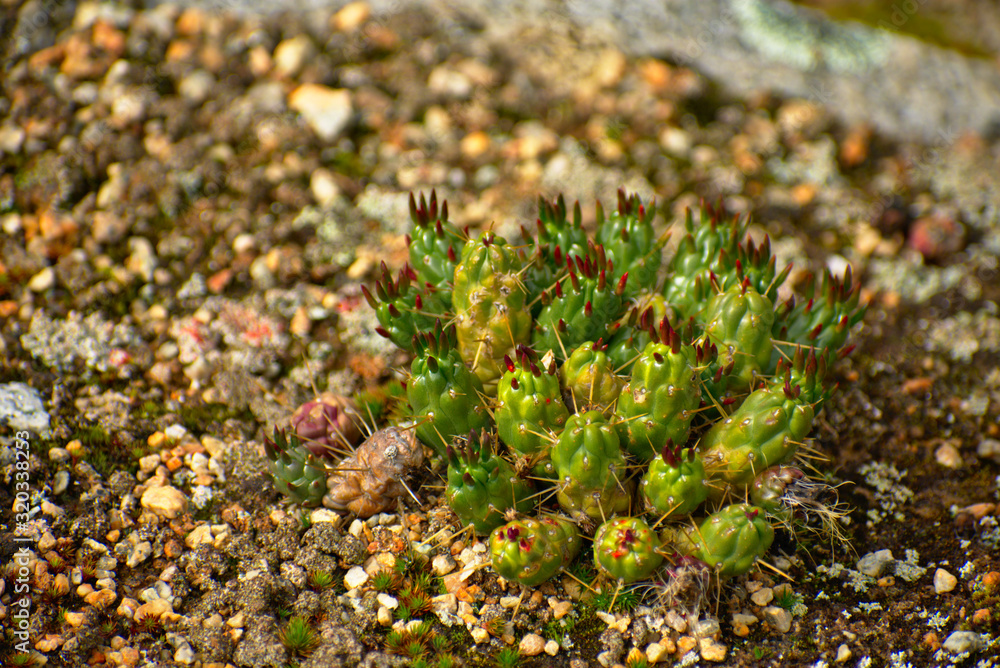 Small Eves needle cactus blooming in rocks in Huascaran National Park Small Eves needle cactus blooming in rocks in Huascaran National Park