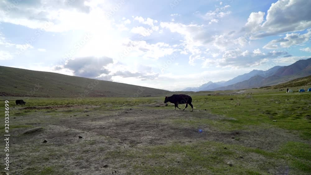 A lonely cow grazing on a green open field near a tent camp in the mountains. A lonely cow grazing on a green open field near a tent camp in the mountains.