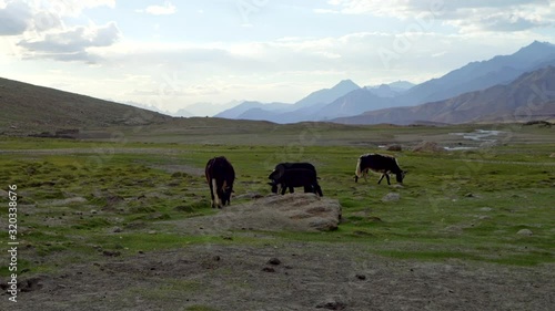 Wallpaper Mural A herd of lulu cows grazing, feeding on green fresh grass at the Himalayas. Scenic view of mountains with animals.  Torontodigital.ca