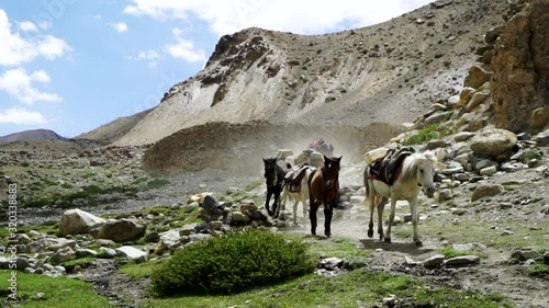 Caravan of horses loaded with supplies advancing in the mountains, as a donkey cutting a curve tripping over a huge stone.  photo