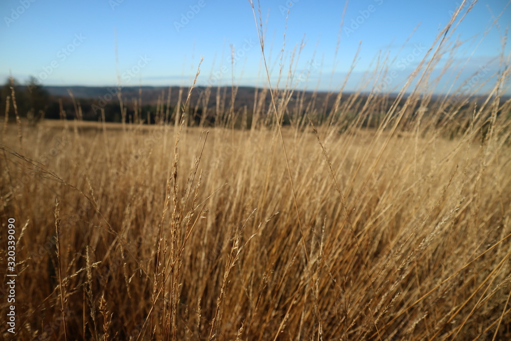 grass and blue sky