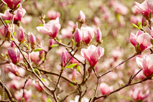 Magnolia spring flowers