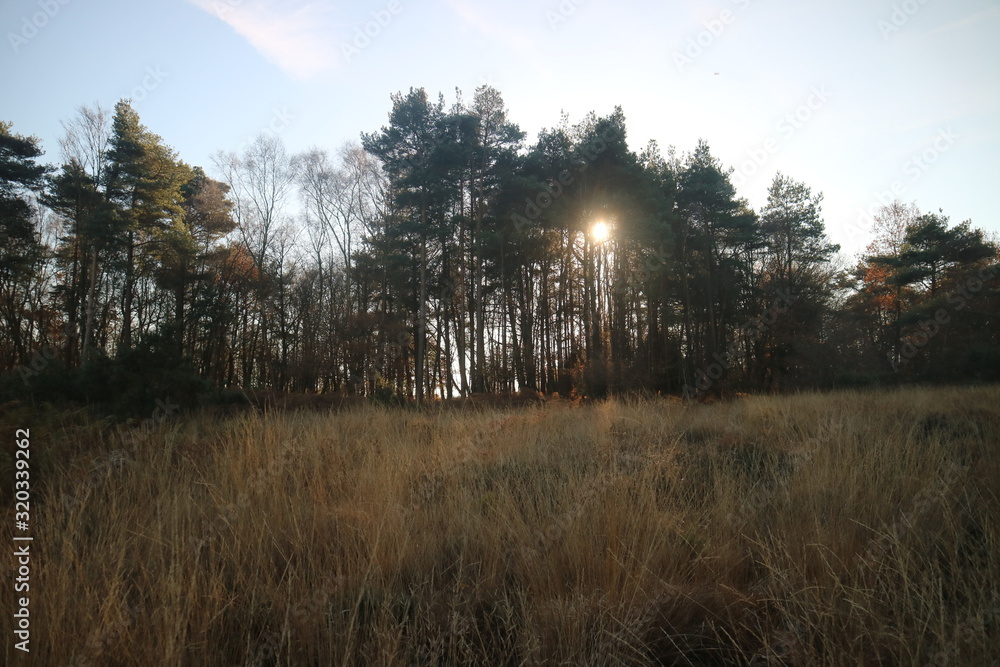 Obraz premium sunset in the forest