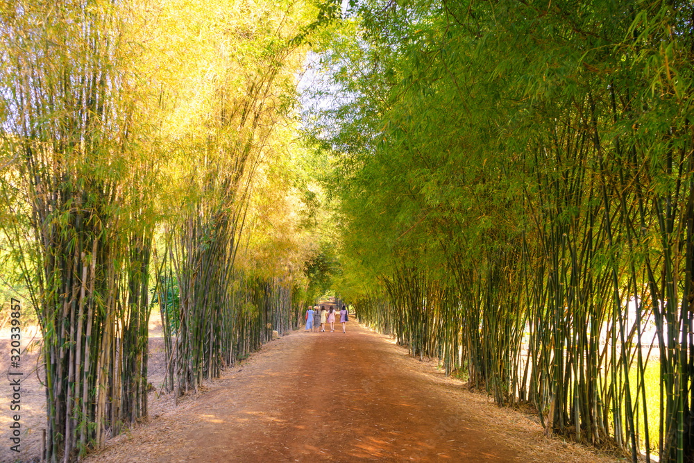 Obraz premium Four young walking in the bamboo tunnel with dirty road 
