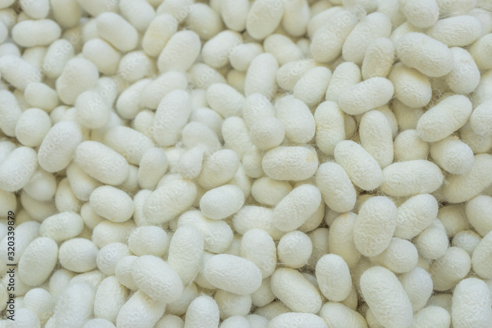 Close up of silk worm cocoons Close up of silk worm cocoons