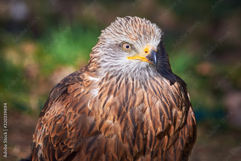 Black Kite Closeup (Milvus migrans) Falconry Black Kite Closeup (Milvus migrans) Falconry