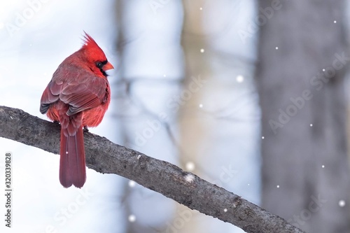 cardinal in snow Tapéta, Fotótapéta