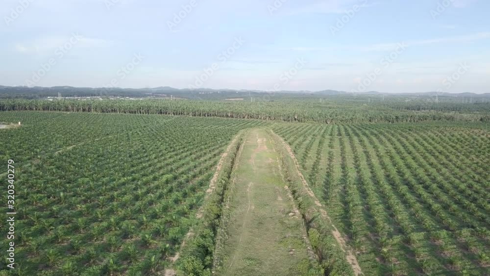 Aerial view of palm oil plantation during sunny day. Aerial view of palm oil plantation during sunny day.