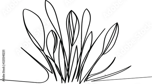 Crocuses - spring first flowers after winter, black outline of a beautiful plant. Coloring book for a children's album with a one-line drawing.