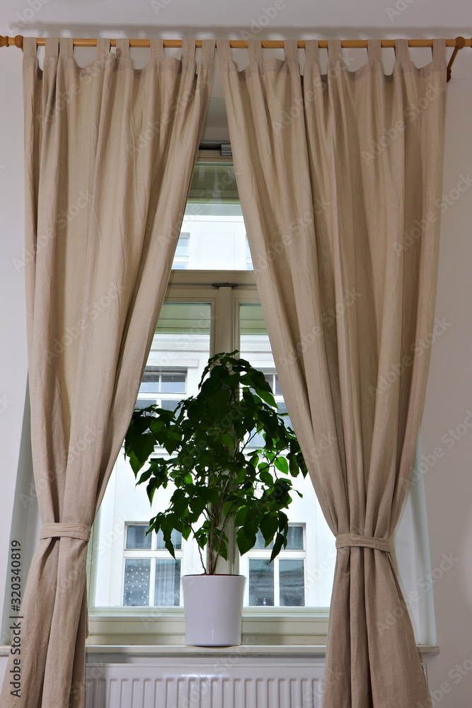 Fototapeta Ogromna roślina poinsecji stojąca w pokoju w środku na parapecie z beżowymi zasłonami wiszącymi wokół okna