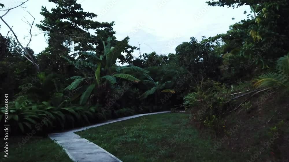 Slow moving drone shot in the green forest of Puerto Rico Slow moving drone shot in the green forest of Puerto Rico