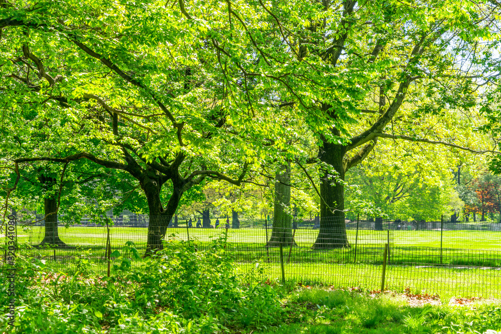 Obraz premium Many growing fresh green trees stand along the footpath beside the Great Lawn in the Central Park New York City NY USA on May. 06 2019.