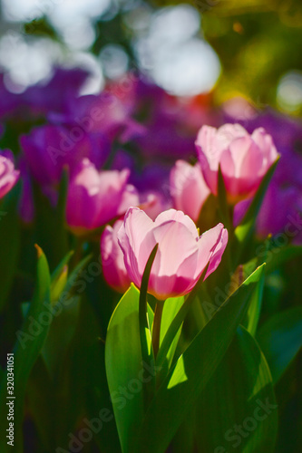 Fototapeta Naklejka Na Ścianę i Meble -  Tulip flowers for decoration, beauty, postcard and agricultural concept design.