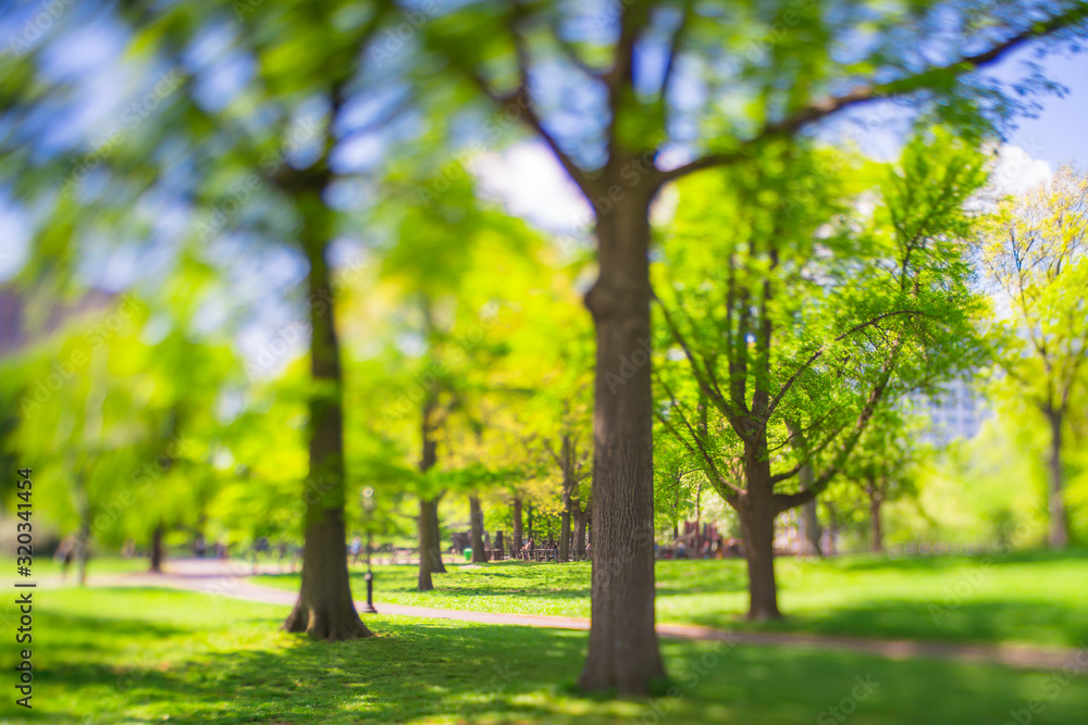 Naklejka premium Big growing fresh green trees stand along the footpath in Central Park New York City NY USA on May. 08 2019.