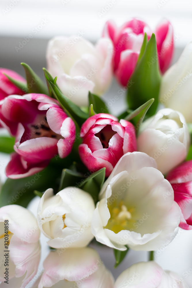 Colorful tulip flowers in front a window Colorful tulip flowers in front a window