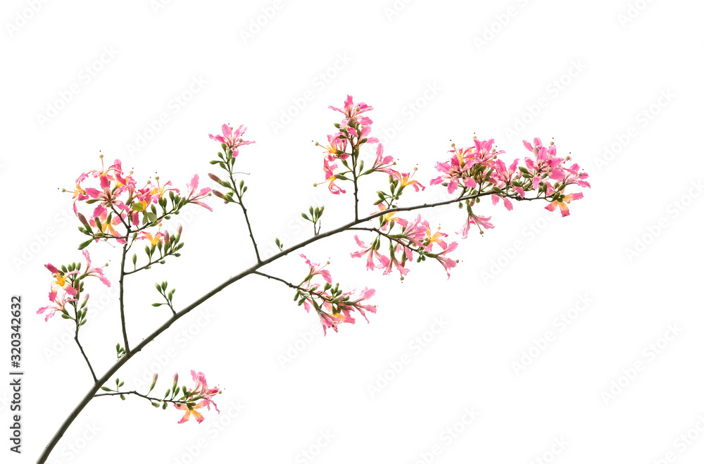 silk floss tree flower isolated on white background