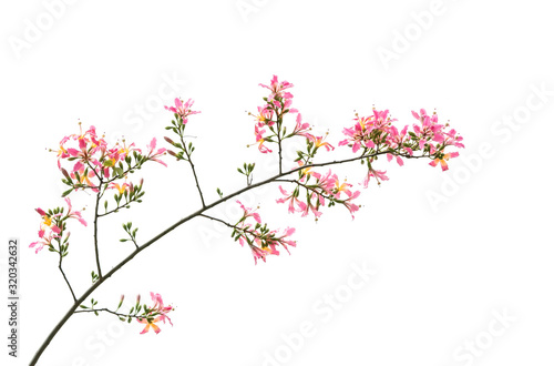 silk floss tree flower isolated on white background © xiaoliangge