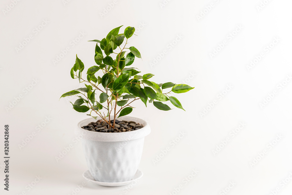 Ficus benjamin in a pot isolated on white background Ficus benjamin in a pot isolated on white background