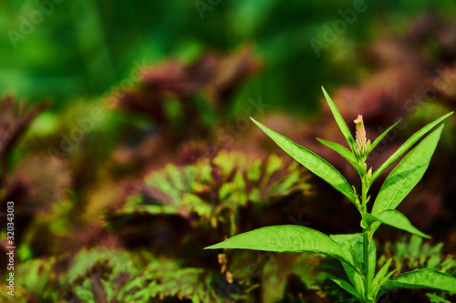 Tip of plant in green natural theme and purple background