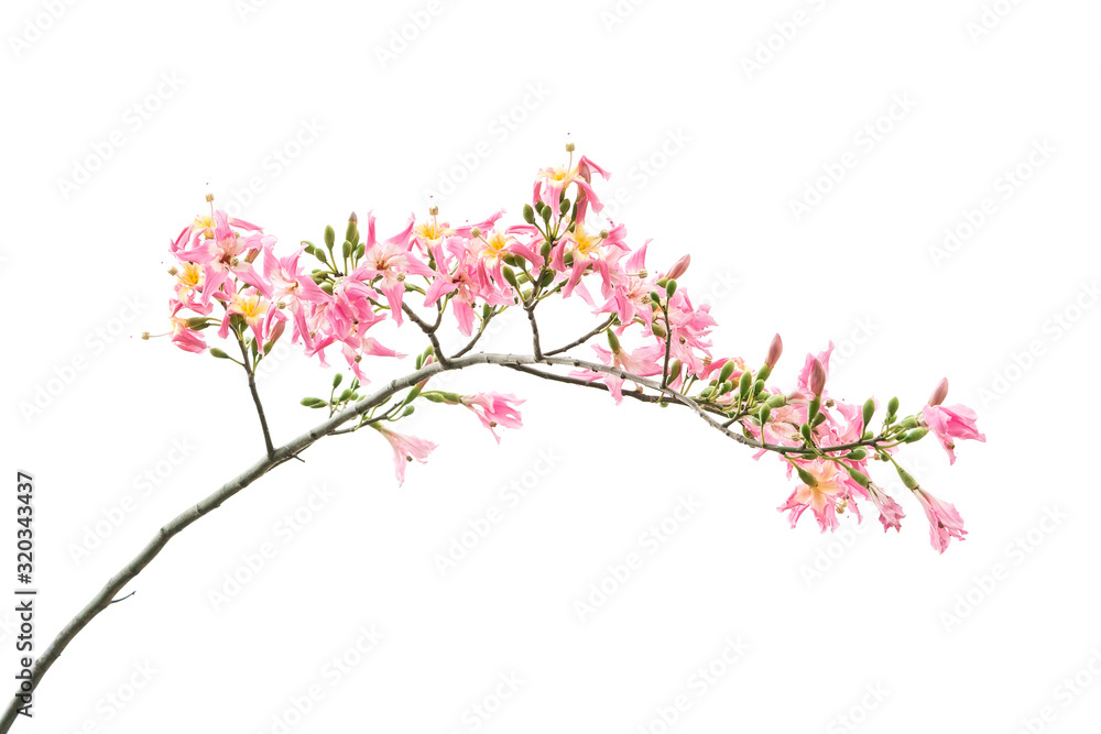silk floss tree flower isolated on white background